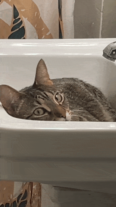 Cat-Sinkm2-res-1920p-ezgif-com-optimize.gif