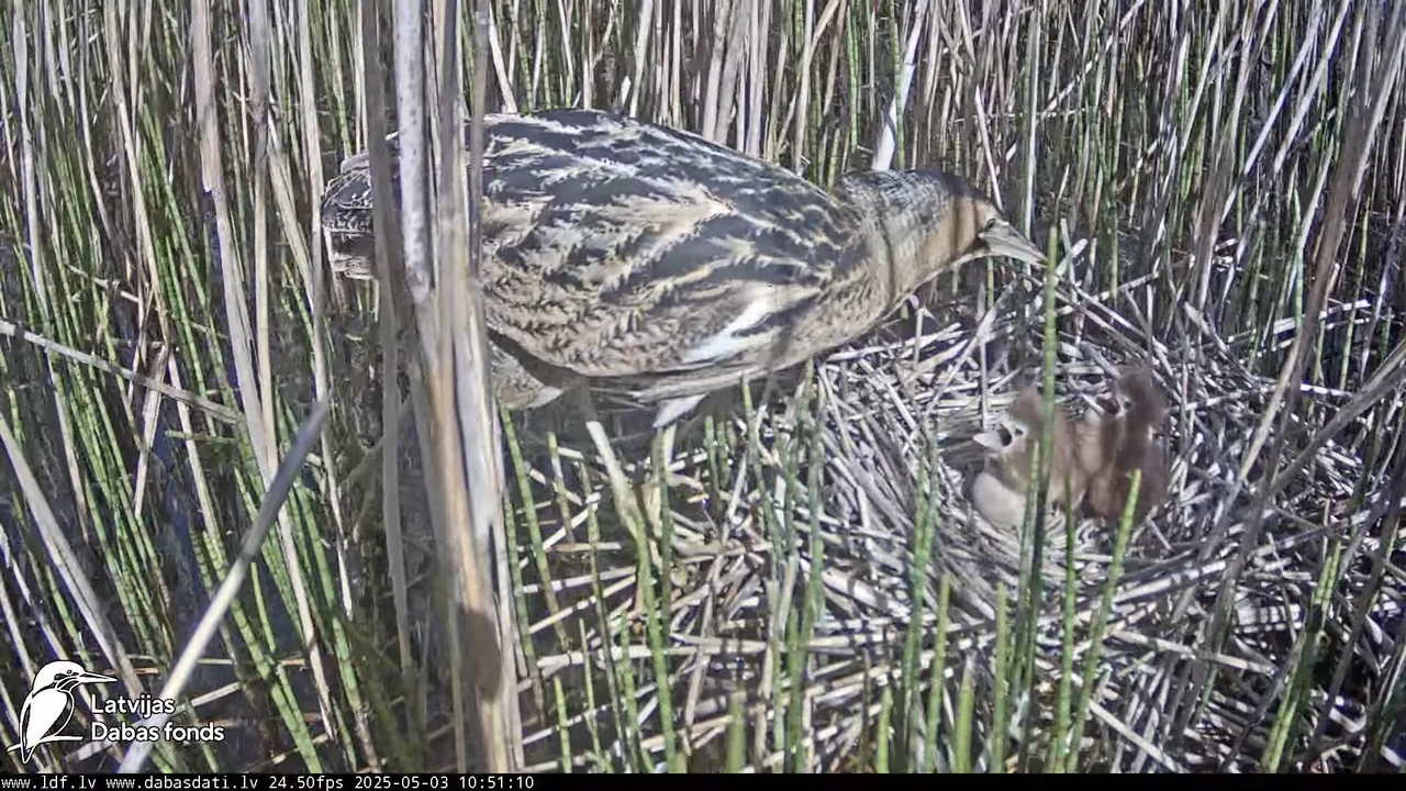 LDF Lielais dumpis (Botaurus stellaris) Zemītes pagastā 17-43-25 screenshot