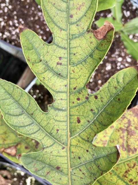 3652FE29-5D19-4BCF-BCD6-8605D3D4B4C0