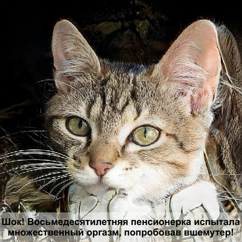 самые маленькие котята