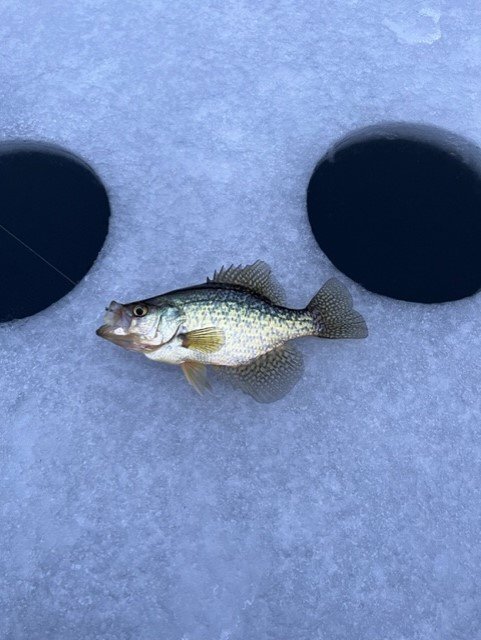 Melendy-Fish1