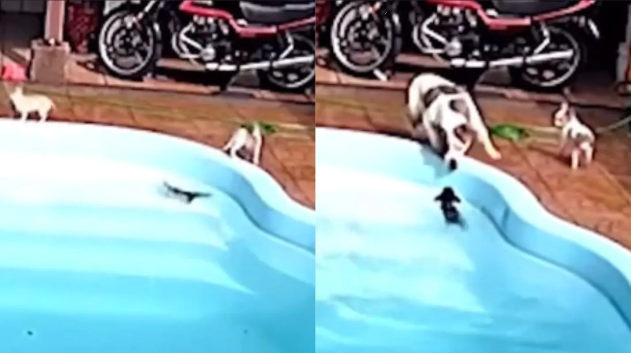 Perrito pitbull se hace viral por salvar a chihuahua de ahogarse