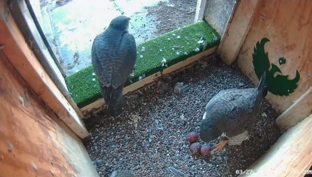 UW Green bay peregrines Przechwytywanie-w-trybie-pe-noekranowym-28-03-2022-020901-001