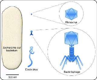 Major-morphological-forms-of-viruses-Most-viruses-are-considerably-smaller-than-cells-a
