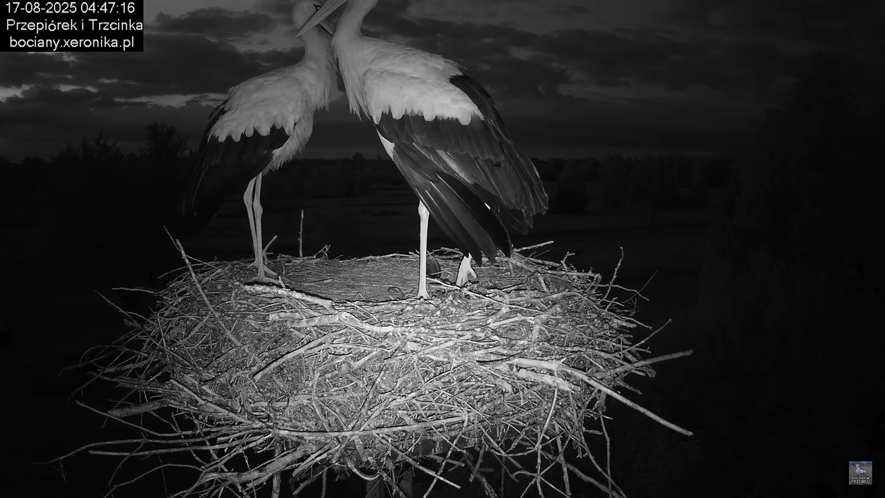 17082025bociany2