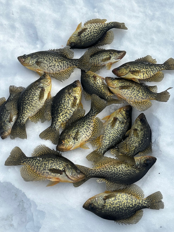 4 Mile Pond 1-20