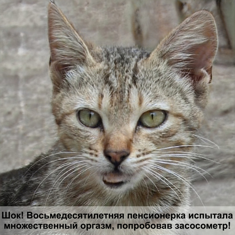 рыжие коты породы