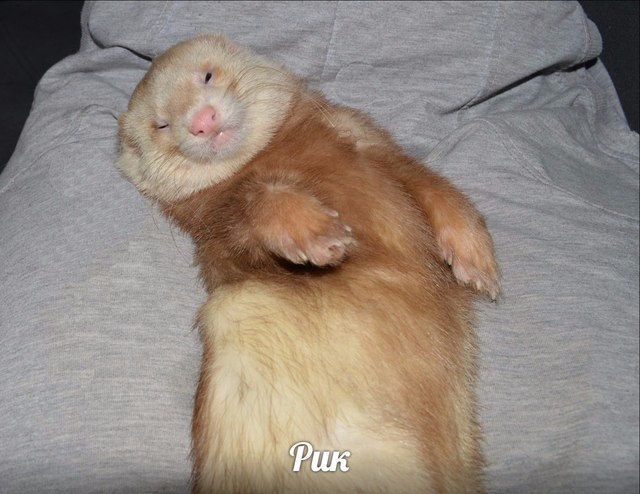 PJ_hjkZVAbw