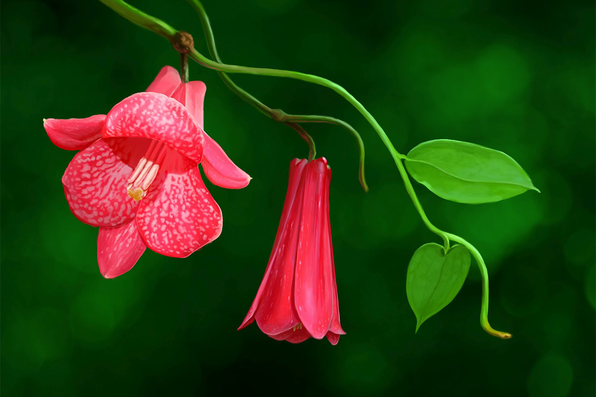 [Image: copihue-1.jpg]