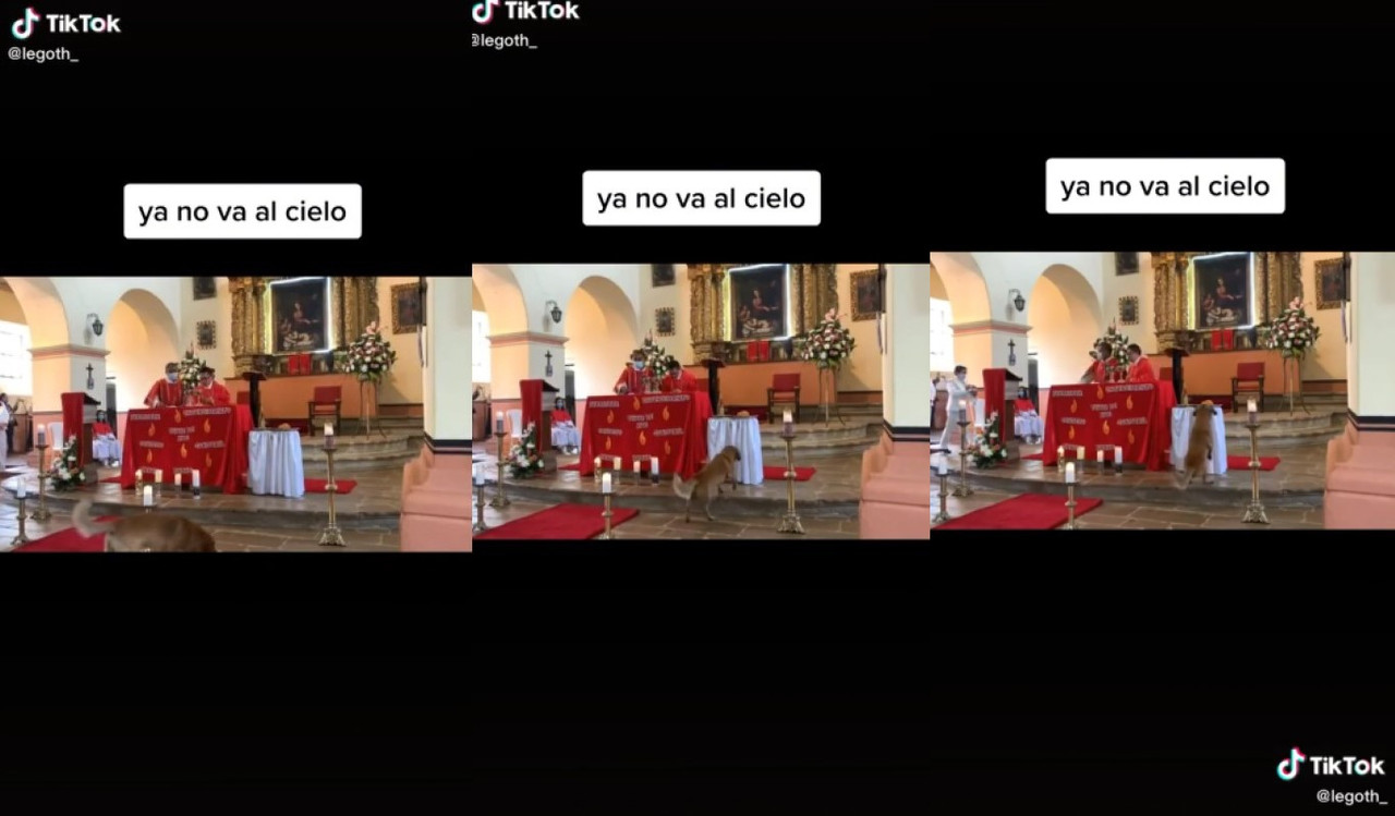 Perrito se roba el pan de la misa y ahora es famoso en internet