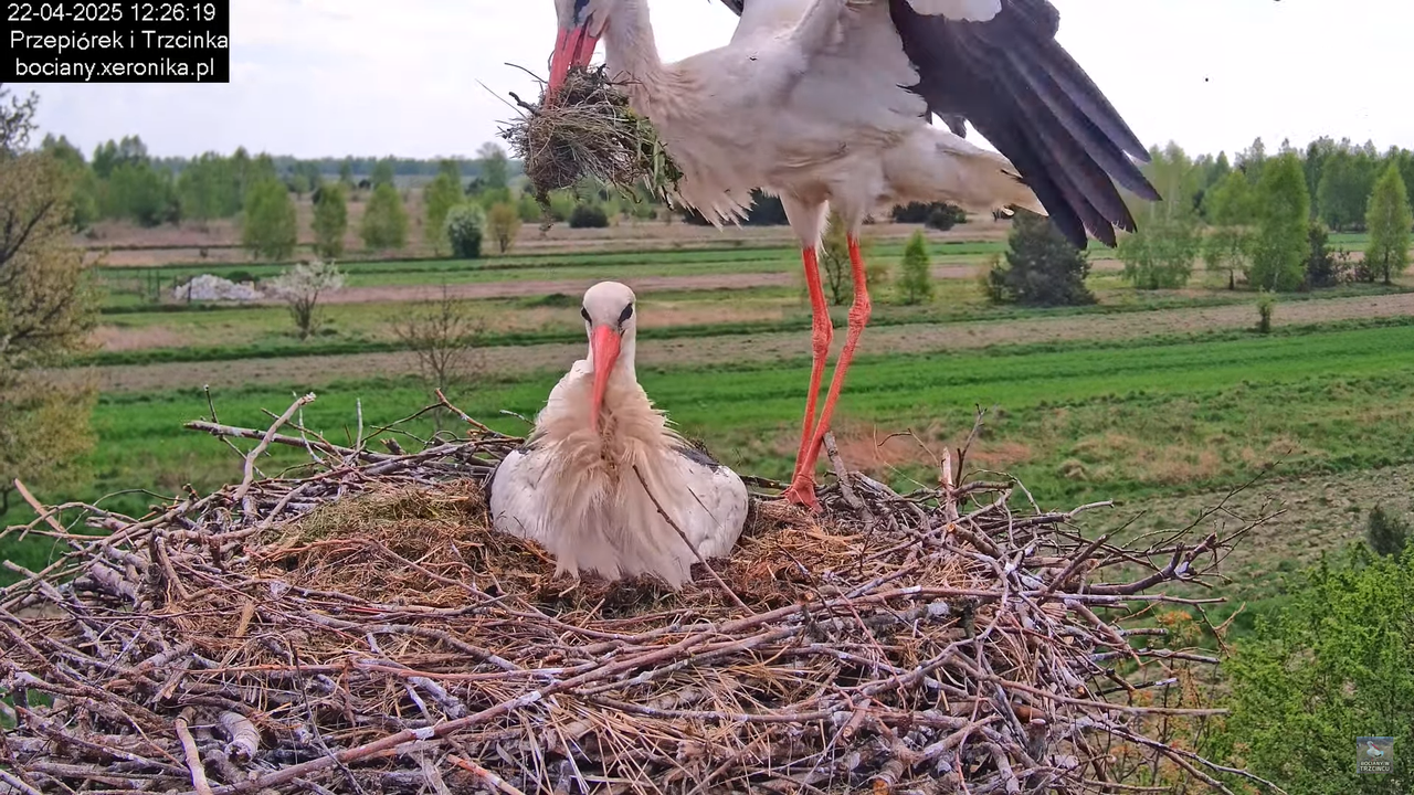 22042025bociany11