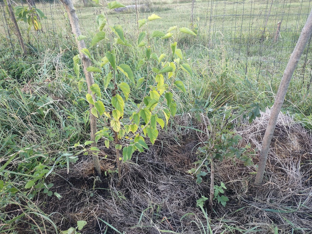 Nigra_IMG_20250914_183947318