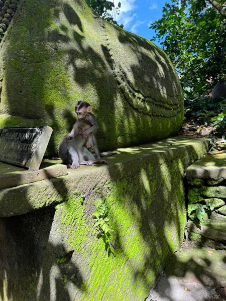 6 Aviones, 3 barcos y 2 trenes, empezando en Estambul y terminando Kuala Lump - Blogs de Indonesia - TERCERA PARADA: BALI (29)