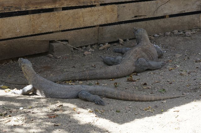 Día 12 - Flores: Excursión al Parque Nacional de Komodo - Indonesia y Kuala Lumpur en 18 días: El viaje de mi vida (5)