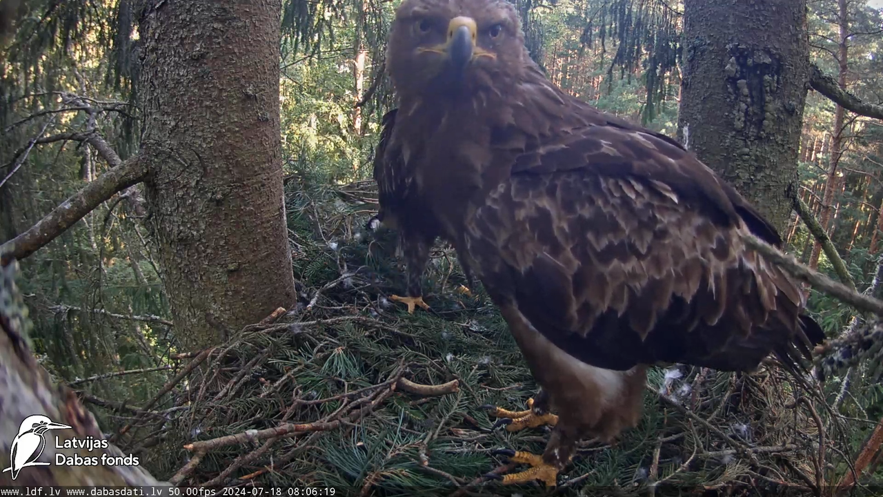 Mazais ērglis (Clanga pomarina), ligzda eglē __ Lesser spotted eagle in spruce, Zemgale, Latvia 14-2