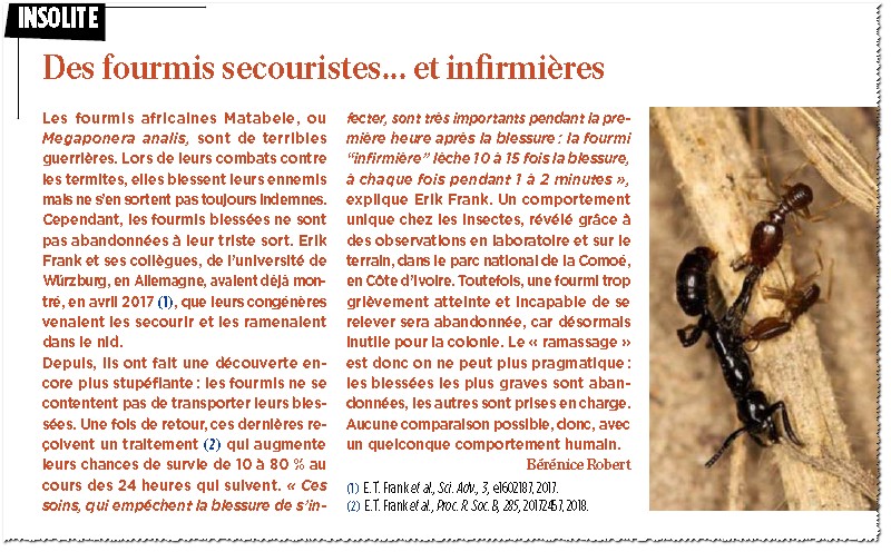 Sourate 27 :18 : Les fourmis (An-Naml):Oui les fourmis parlent