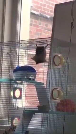 Coballa haciendo parkour