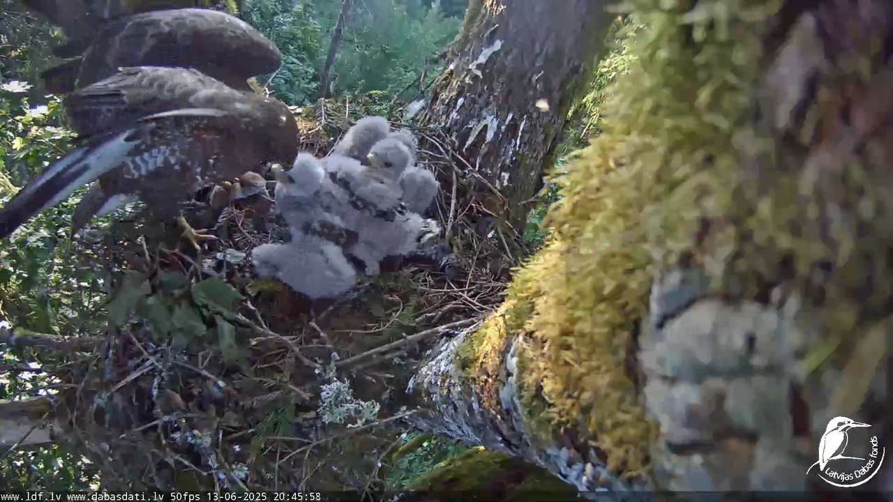 Melnās klijas (Milvus migrans) Kurzemē_ peļu klijāni (Buteo buteo) 13-2-6 screenshot (1)