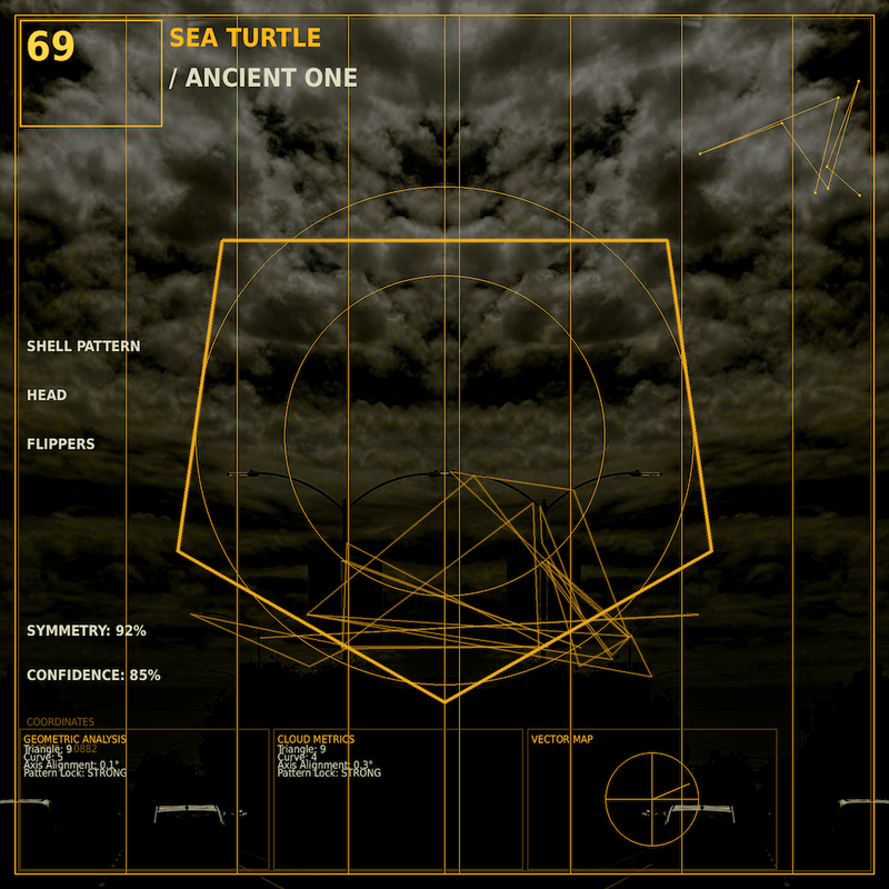 Sea turtle