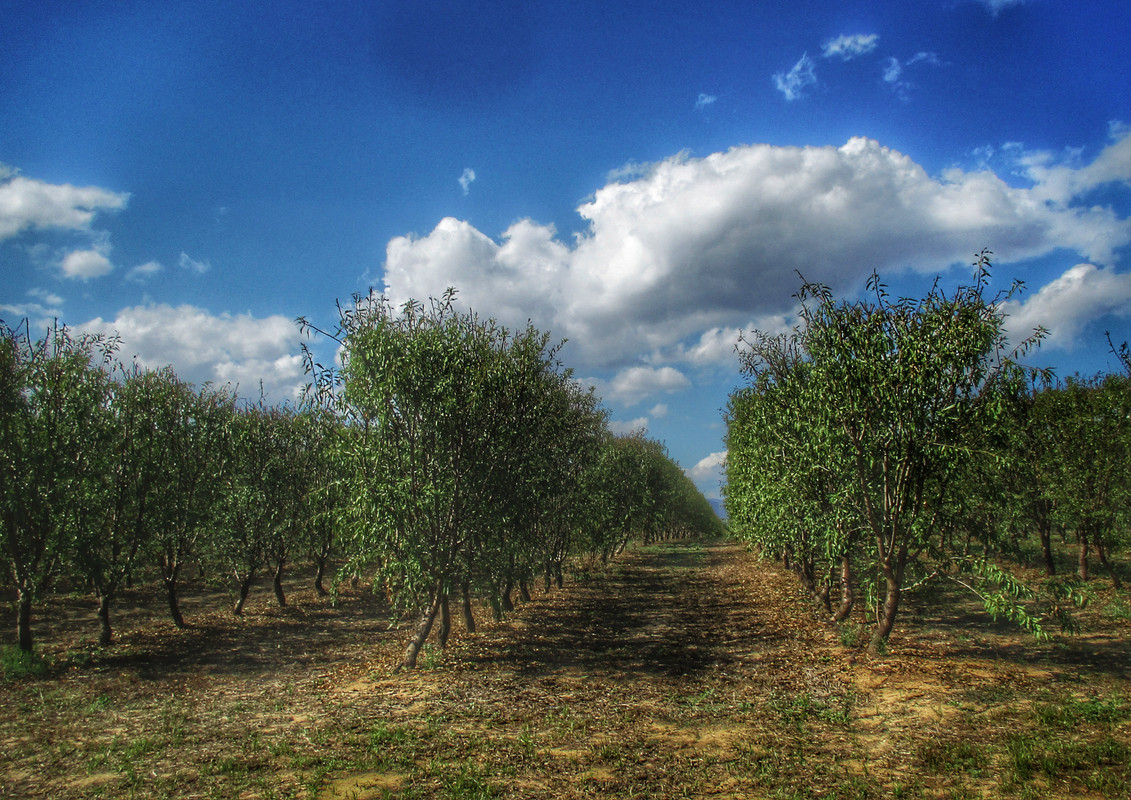 almond-trees-fields1 (2)-01
