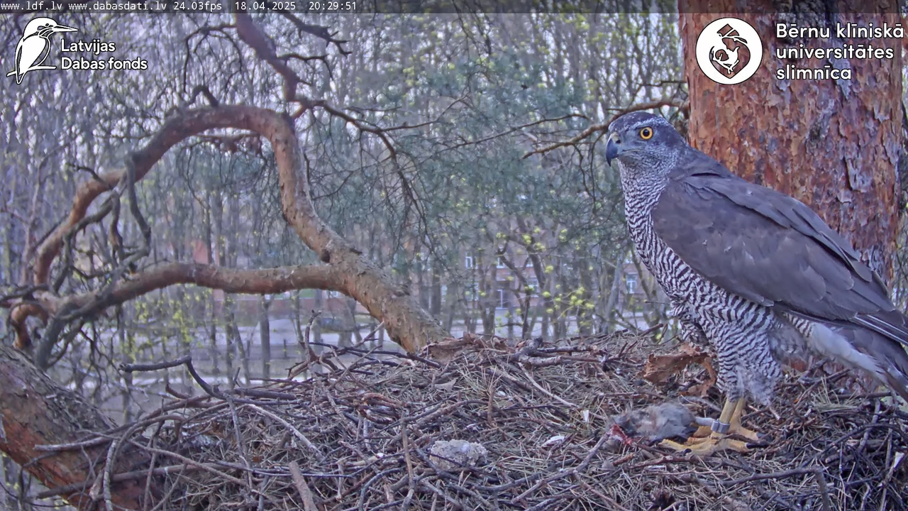 Vistu vanags (Accipiter gentilis) BKUS teritorijā – 2. ligzda 8-54-21 screenshot