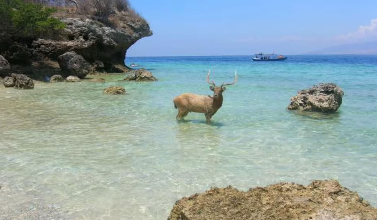 Menjangan Island & Sanctuary Jalak Bali