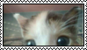 kitten