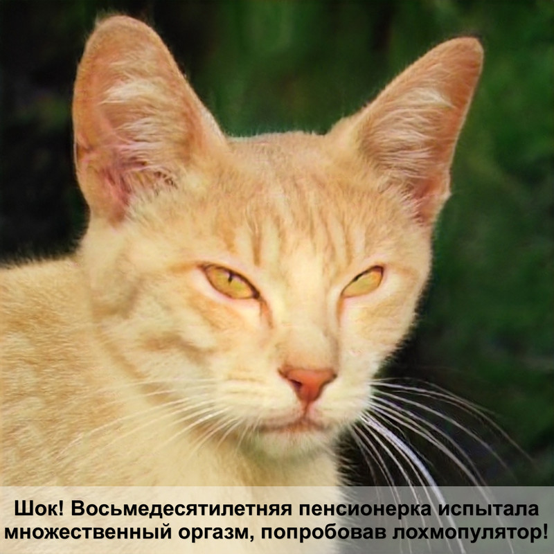 британская длинношерстная кошка