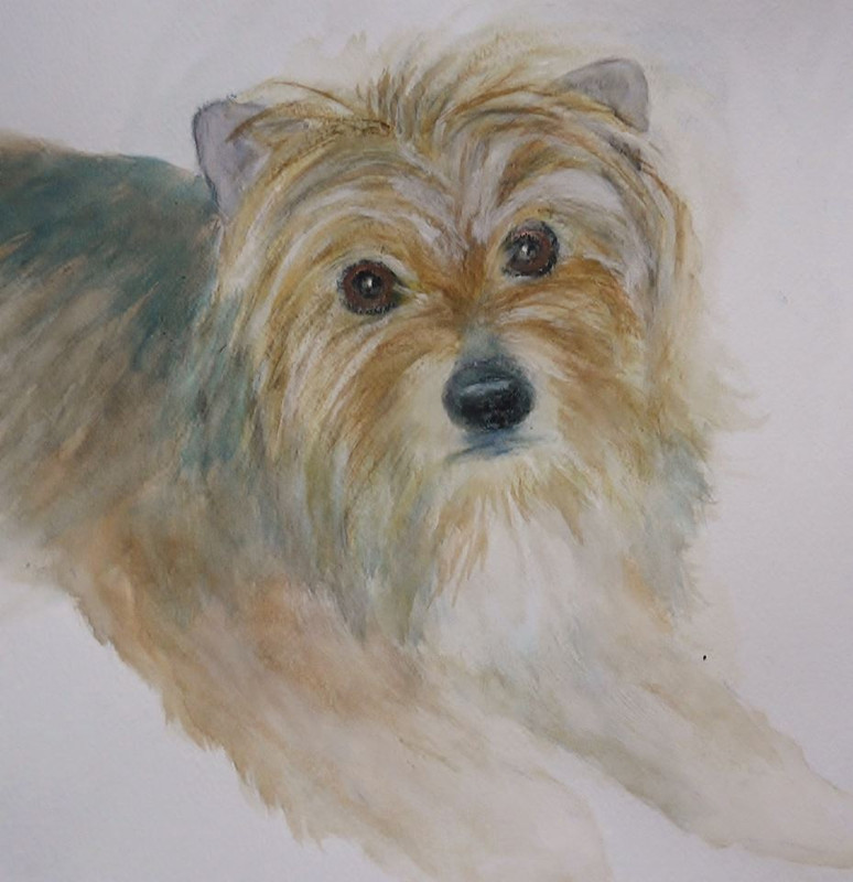 portrait of Annes dog