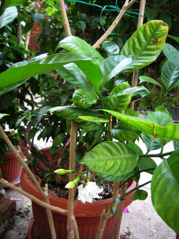 tabernaemontana_cvet