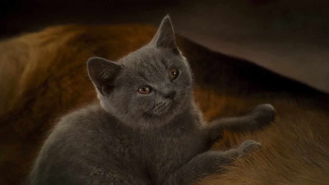 Cats & Dogs: The Revenge of Kitty Galore 2010 BluRay [Hindi + Tamil + English] 480p 720p ESub Screenshot