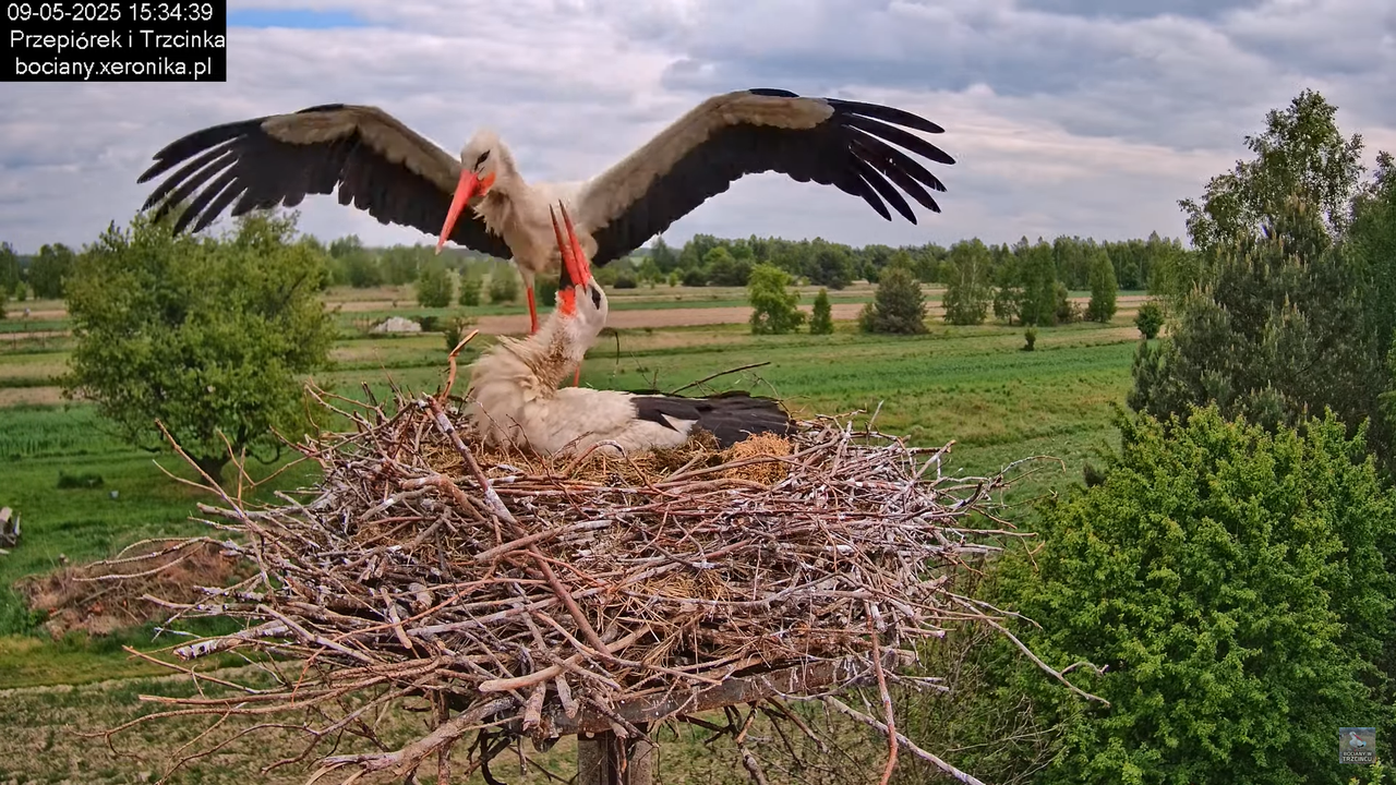 09052025bociany29