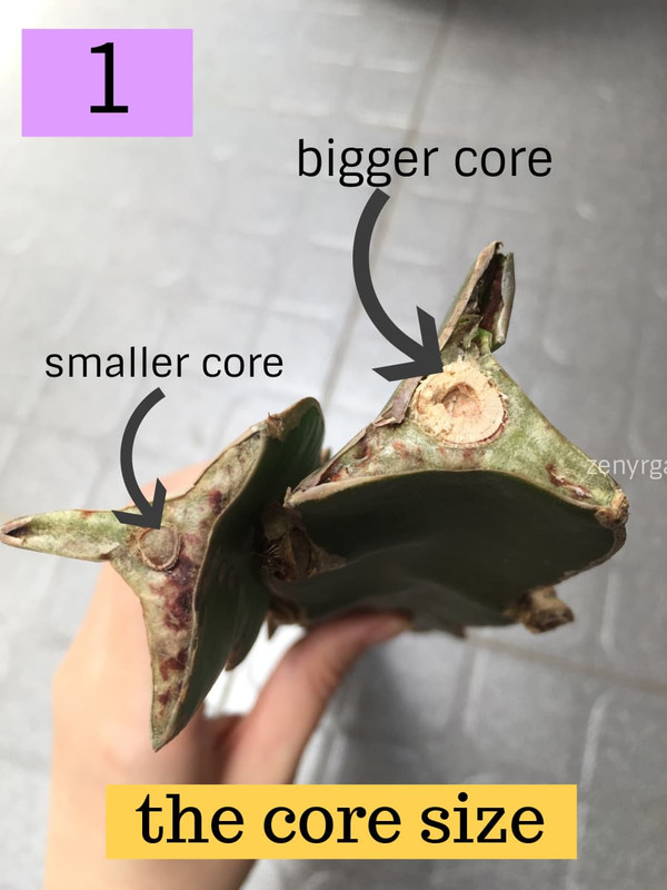 comparing-core-size-of-dragon-fruit-branches.jpg