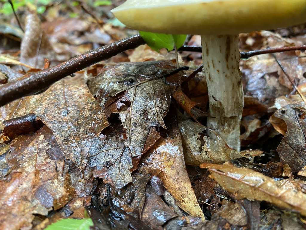 Spring Edible mushroom thread, share you mushroom pictures - Spring ...
