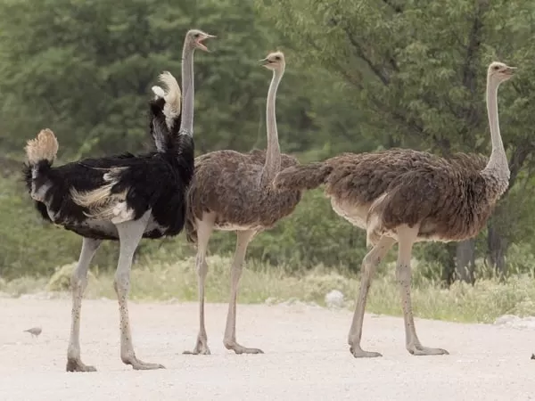 [صورة: ostrich-facts-with-pictures-and-video-66...98388.webp]