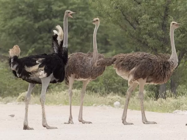 [Image: ostrich-facts-with-pictures-and-video-66...98388.webp]