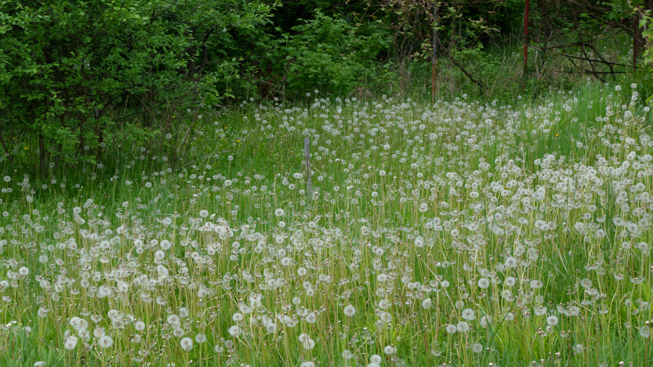DSC04451.jpg