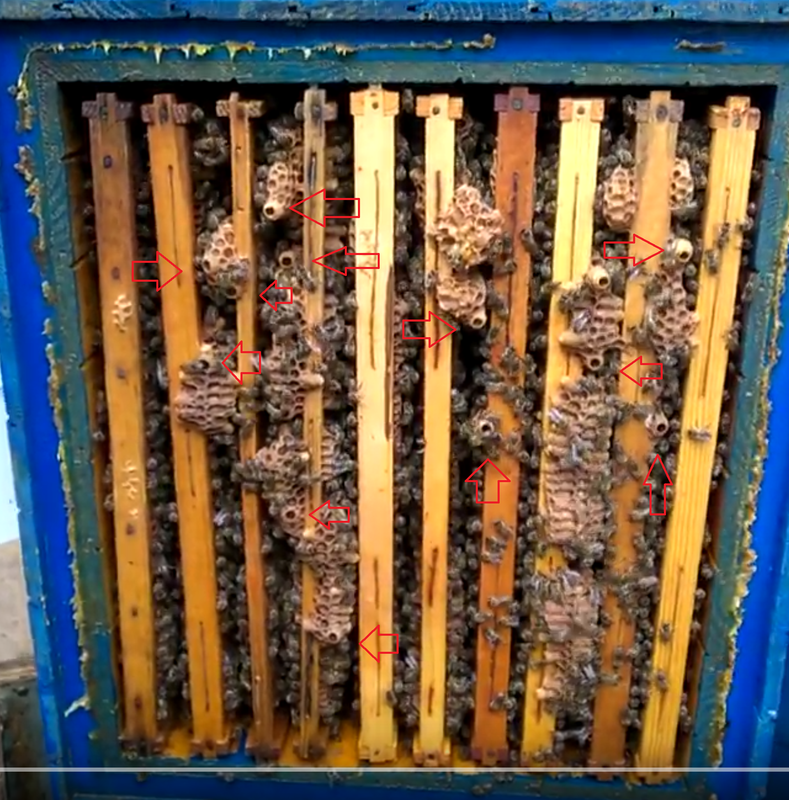 Jak na silné včelstvo101