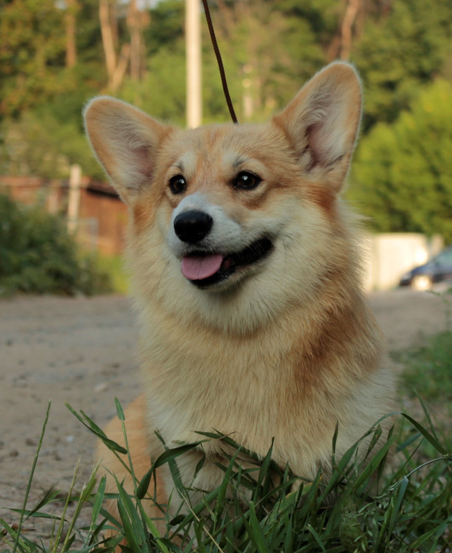 панди сидит