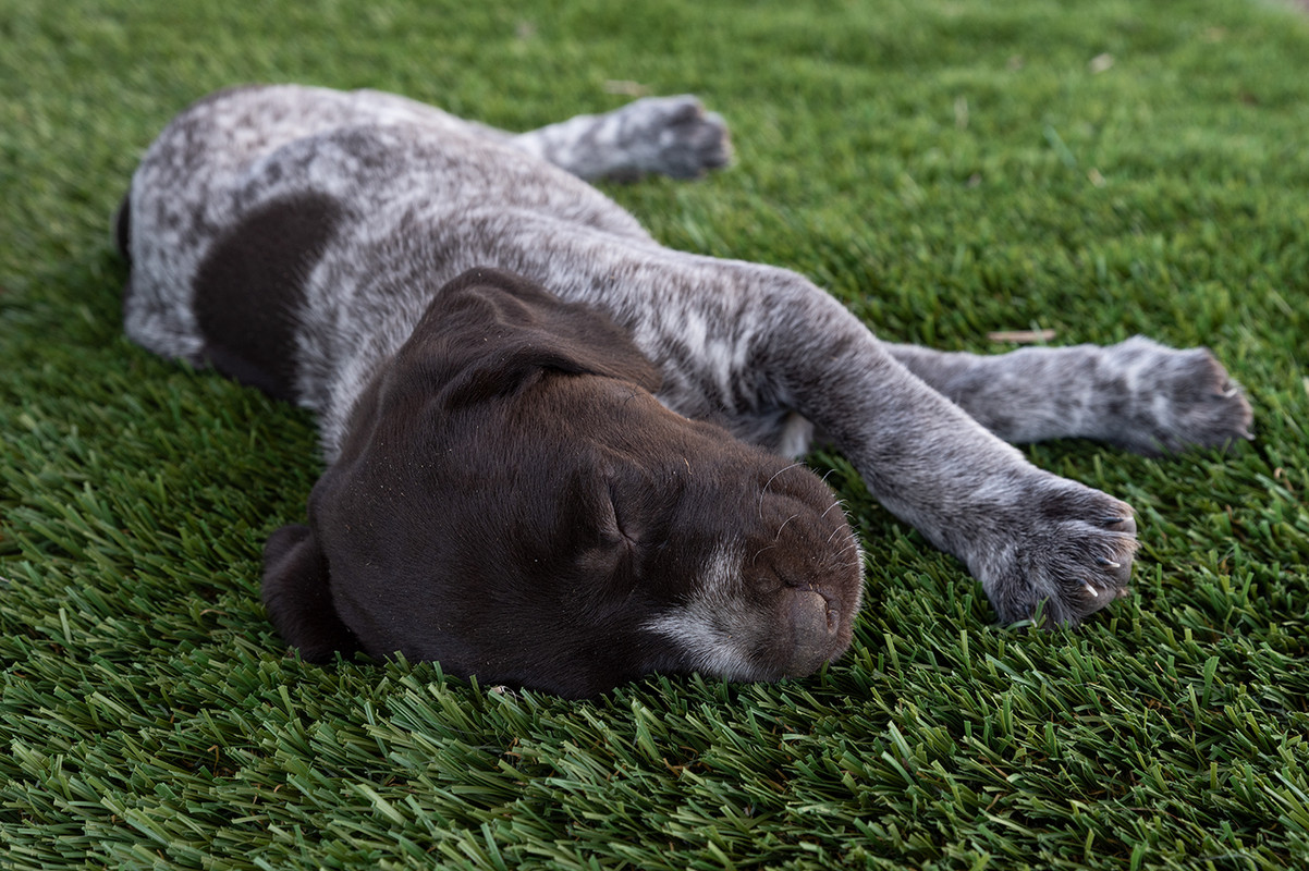 A1400Puppies4-25-2019_0061.jpg