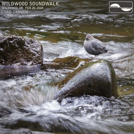 Chad Crouch - Wildwood Soundwalk (2024)
