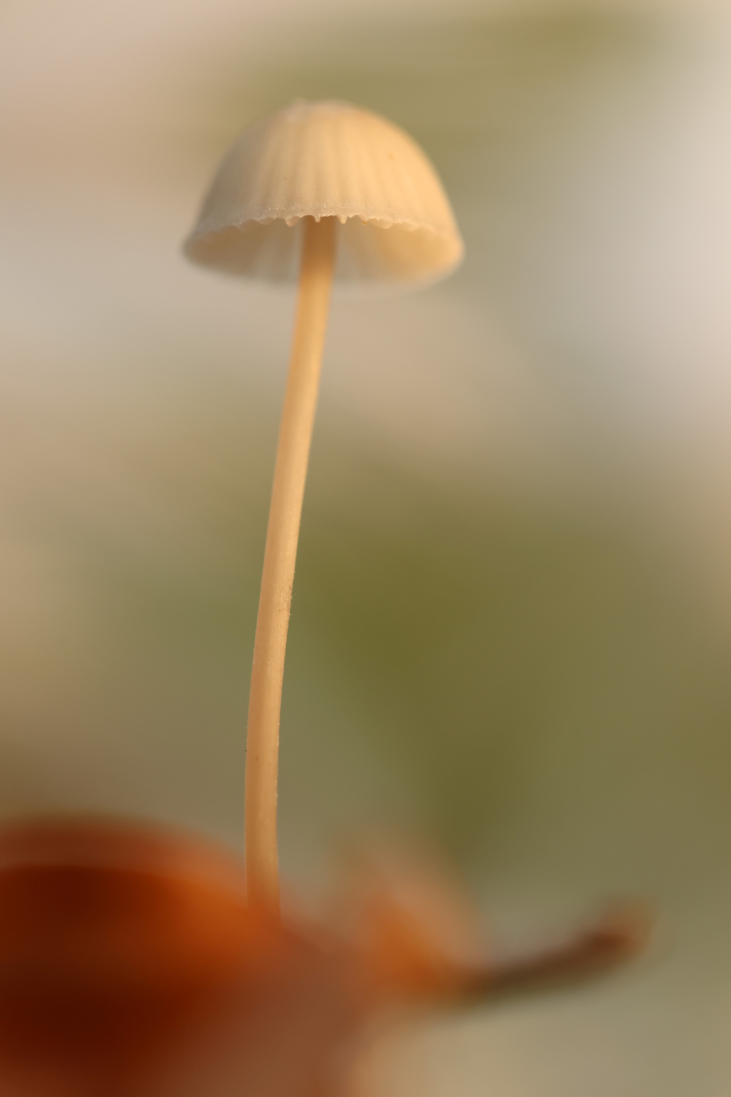 Fotografie