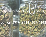 cannabis plants