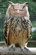 Soros owl template
