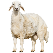 صغير