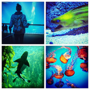 Monterey Bay Aquarium