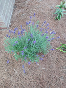 2023-06-06 lavender [SuperBlue]