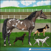 Dogs: Doberman, German Shepherd, Dalmatian