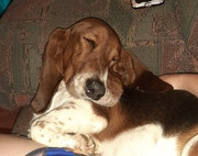 Droopy-Heyneke