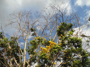 57.2.sunny siders II